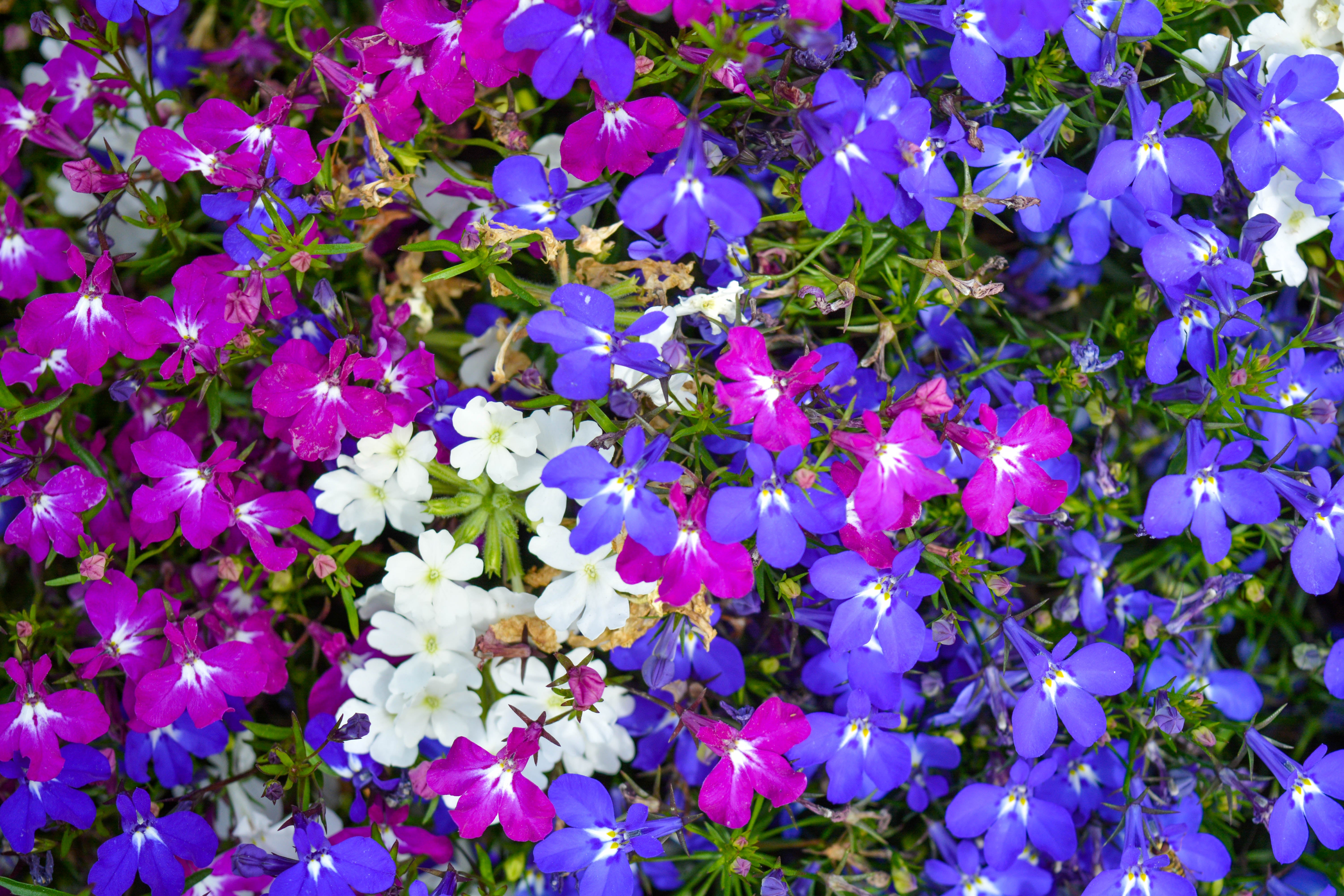 TRAILING LOBELIA CASCADE MIX - 3600 seeds - Lobelia String - BALCONY F &ndash;  Yorkshire Seeds