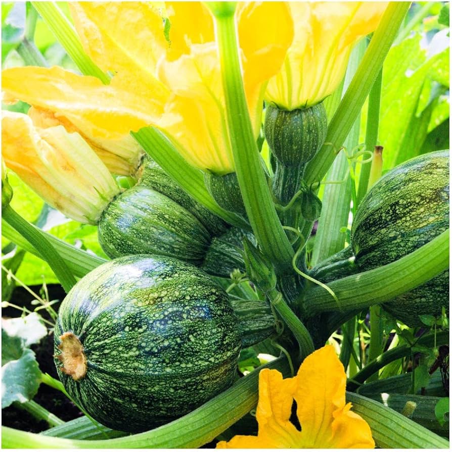 Amazon.com : Everwilde Farms - 1/4 Lb Round Zucchini Summer Squash Seeds -  Gold Vault : Patio, Lawn & Garden