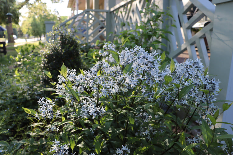 String Theory' Bluestar (Amsonia) | Proven Winners &ndash; Great Garden Plants