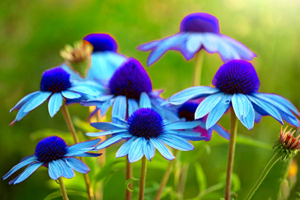 Blue Echinacea Seeds