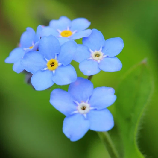 ✨💐Forget Me Not Seeds