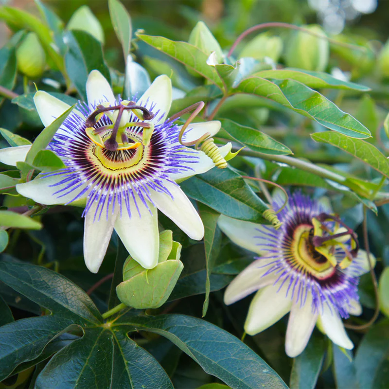 Bluecrown Passionflower Seeds