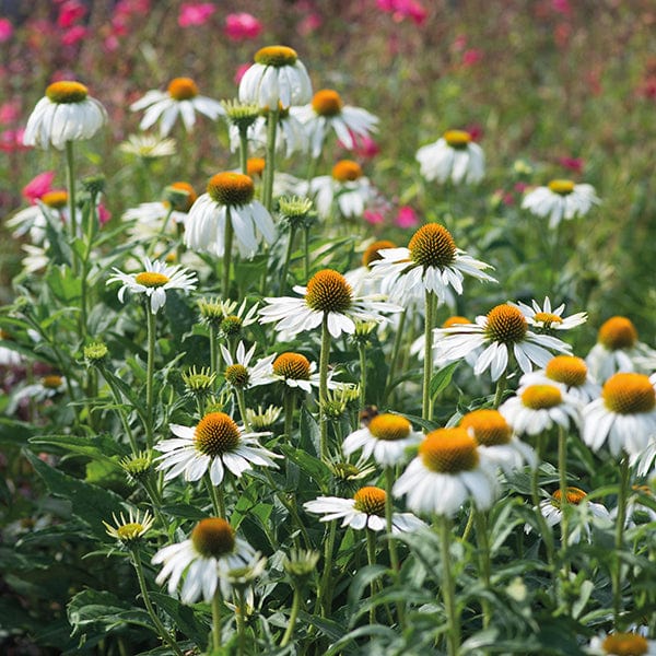 🐝 Mix Echinacea Seeds – Beautiful, Hardy & Pollinator-Friendly