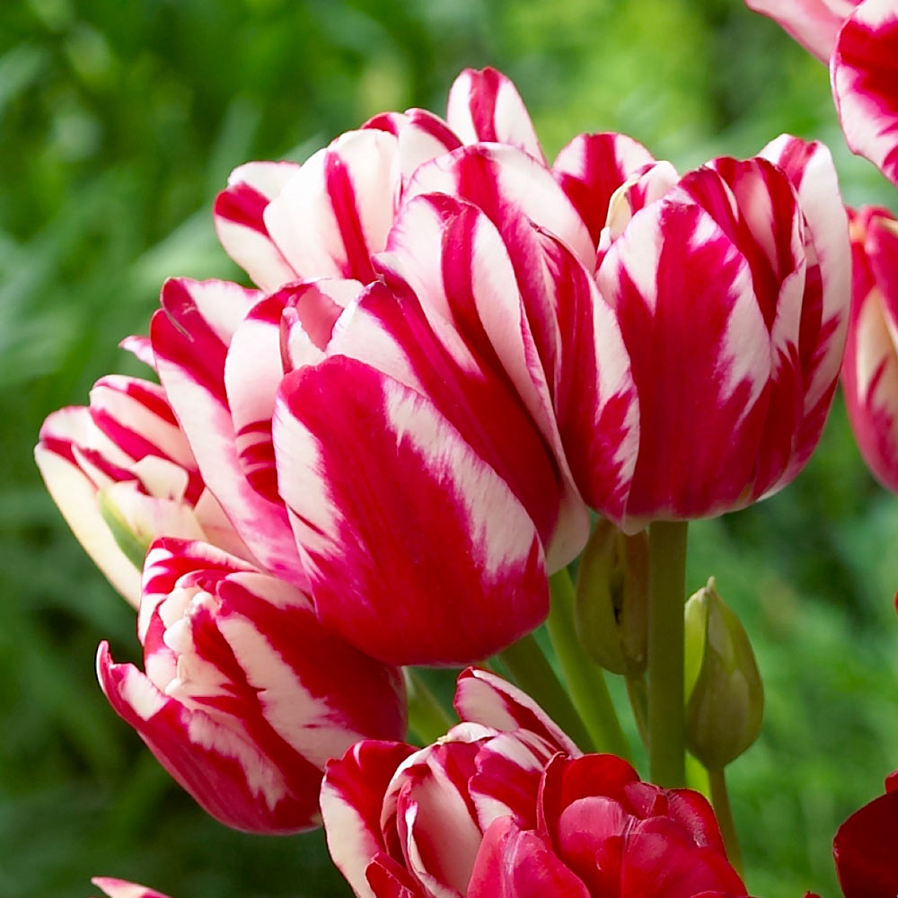 Flaming Club Tulip Seeds