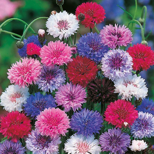 🌸 Cornflower Seeds – Effortless Color for a Picture-Perfect Garden