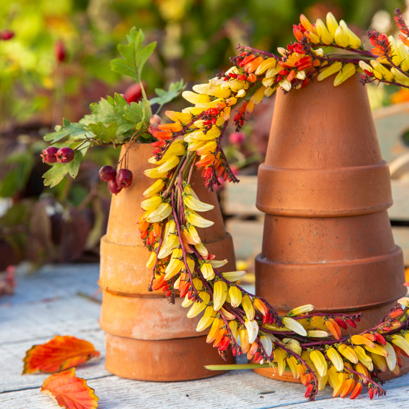 Ipomoea lobata 'Exotic Love' (Mina lobata) - Spanish Flag Seeds &ndash; Stocks &  Green