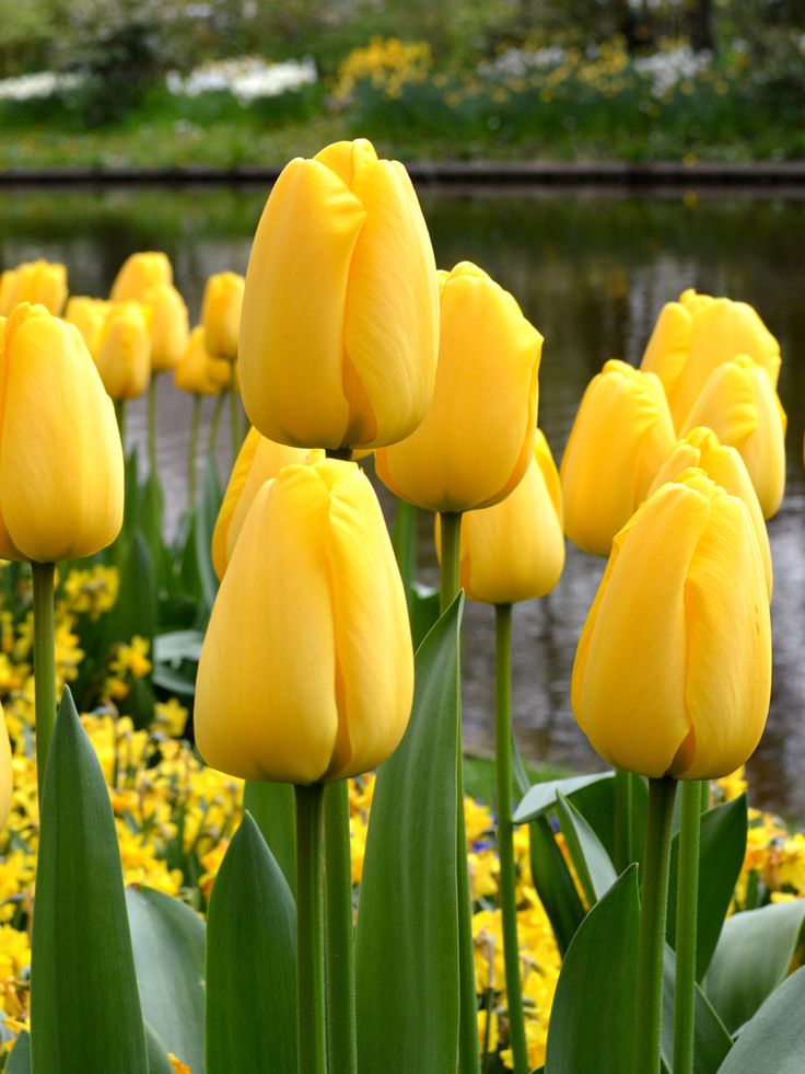 Golden Parade Bulbs