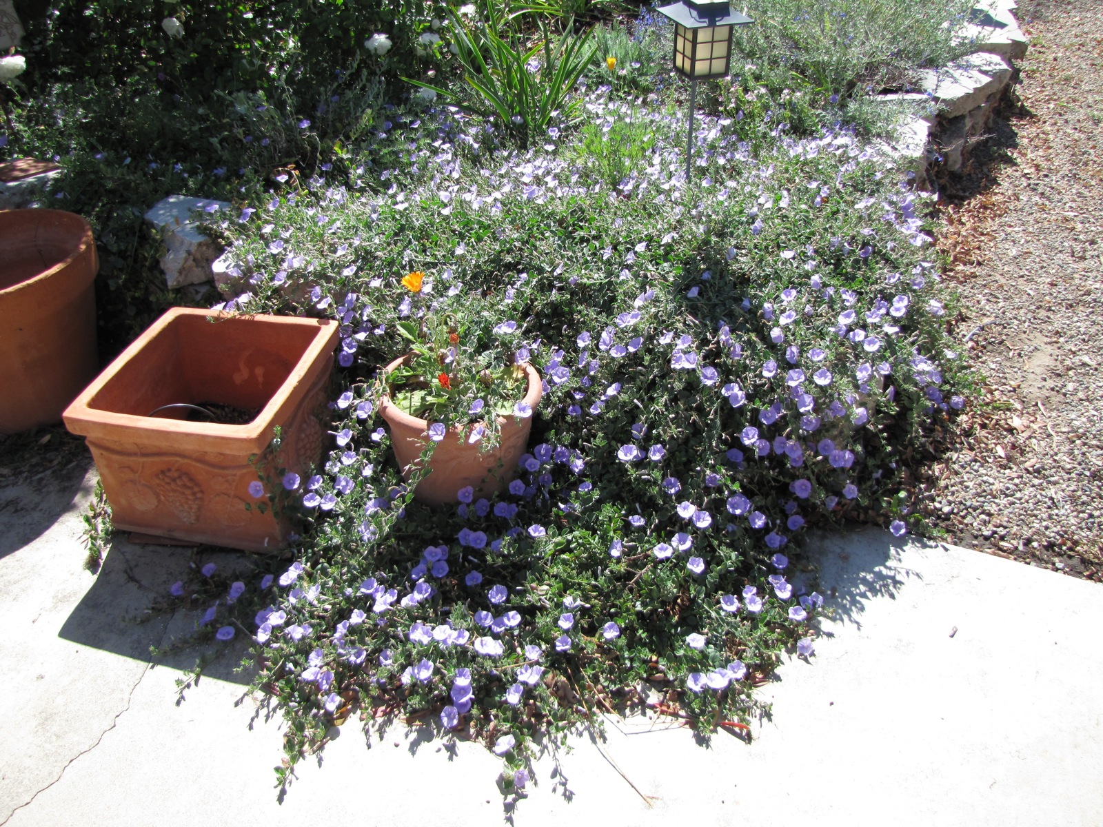 Convolvulus sabatius - Ground Morning Glory &mdash; Water-Wise Gardens by Jean  Marsh