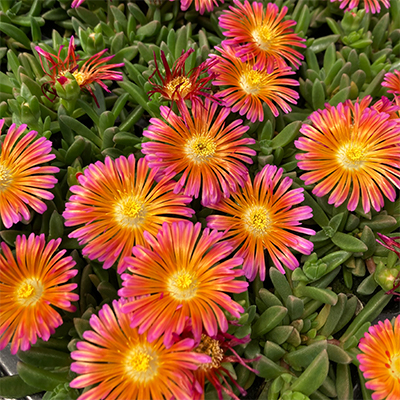 ✨ Premium Ice Plant Seeds – Fast-Growing & Heat-Resistant