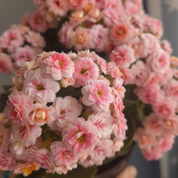 🌺Golden Fox Kalanchoe Seeds—Health And Longevity