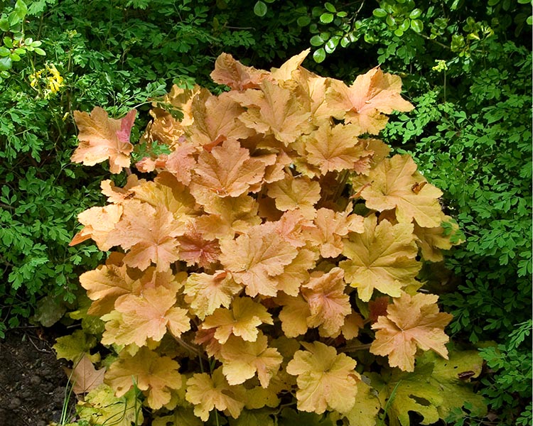 Coral Bells | Wagon Wheel Inc.