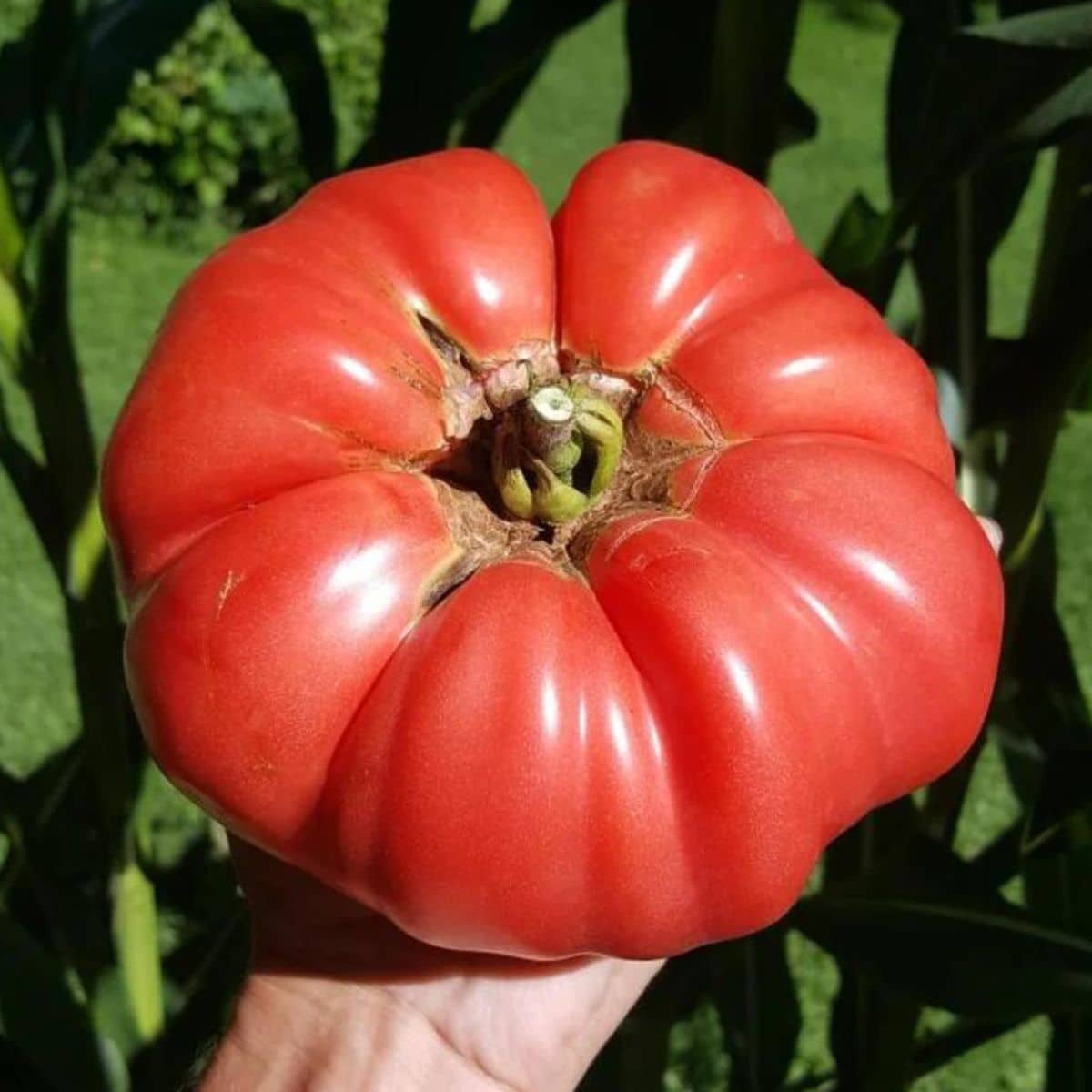 🍅Big Zac Tomato Seeds – Grow Giant, Juicy Tomatoes at Home