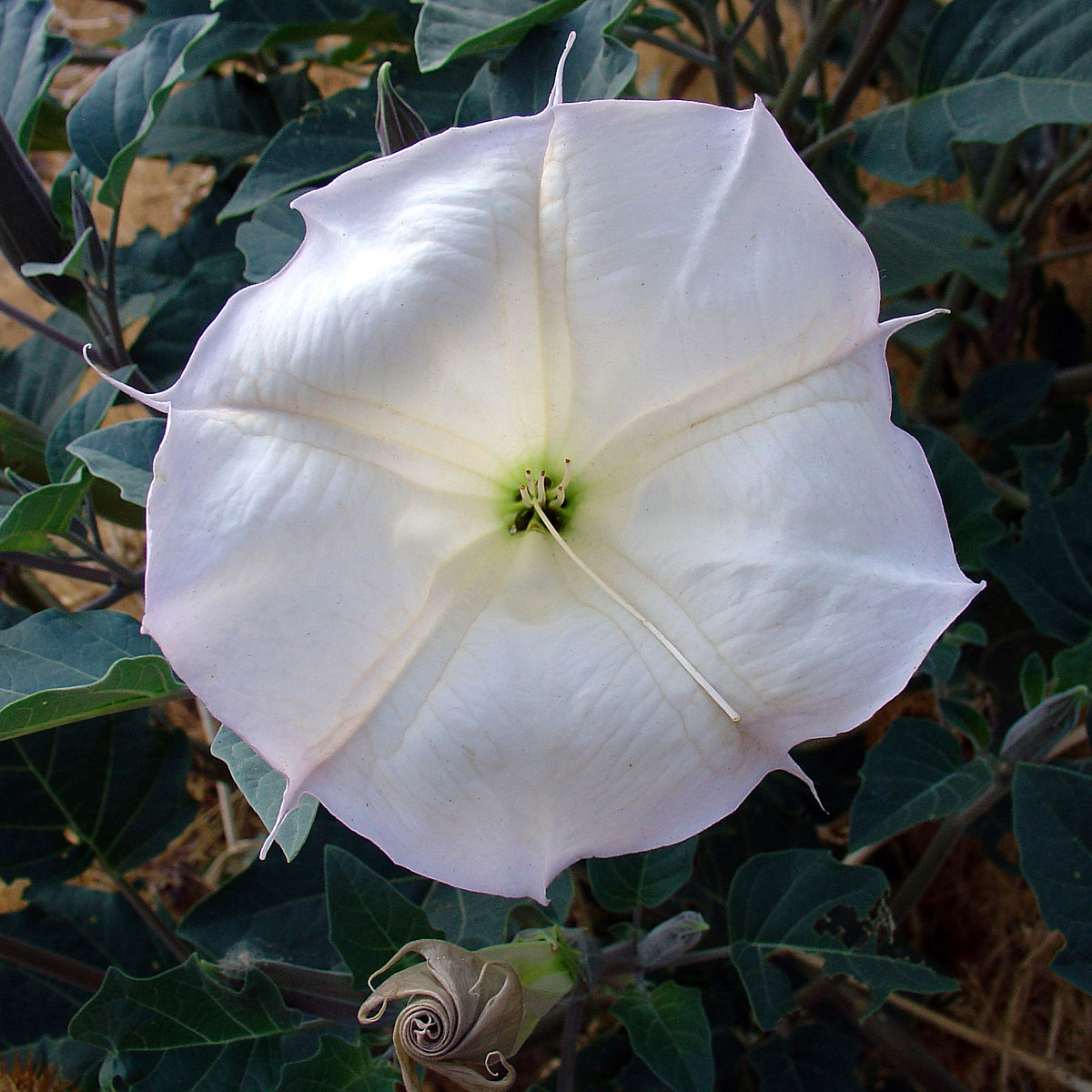White Datura Seeds