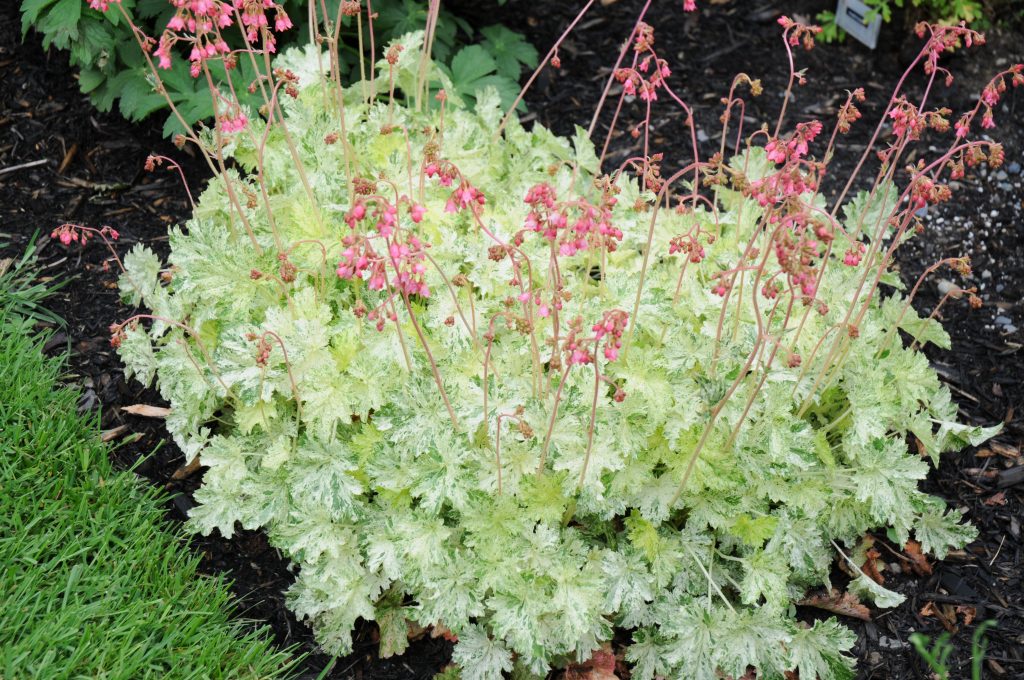 Heuchera sanguinea Snow Angel - P&eacute;pini&egrave;re Locas