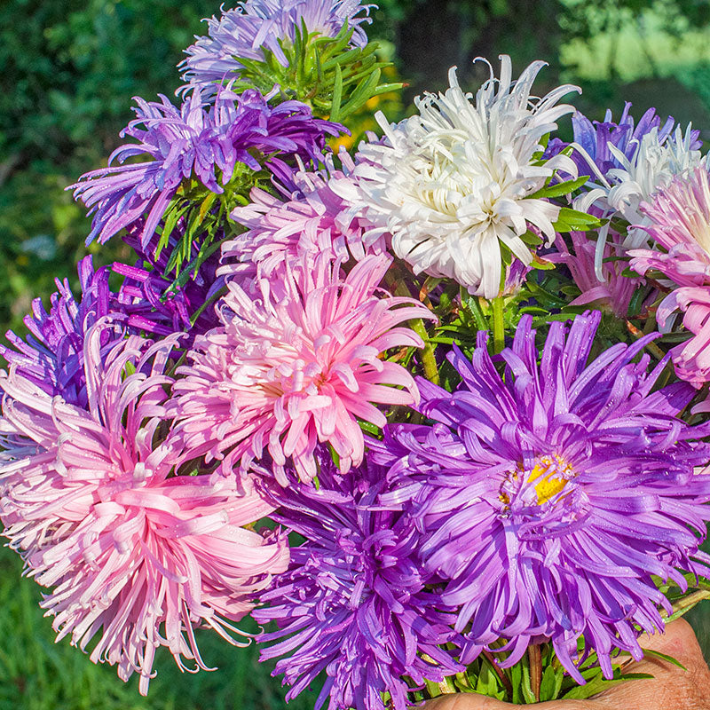 China Aster 'Giants of California' seeds - Callistephus chinensis