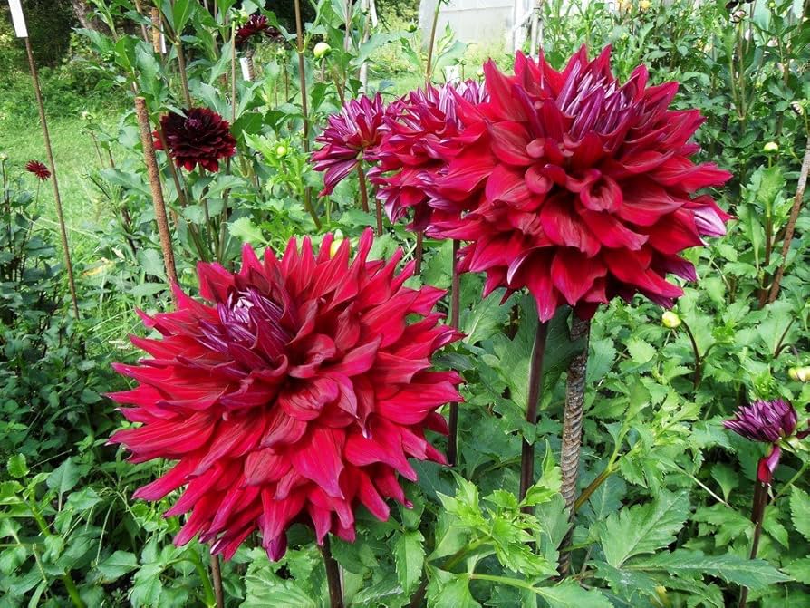 Amazon.com : 2 Zorro Dinnerplate Dahlia Tubers - Root - Bulb - Plant - Spring Planting & Summer Flowers - Blooming Size : Patio, Lawn & Garden