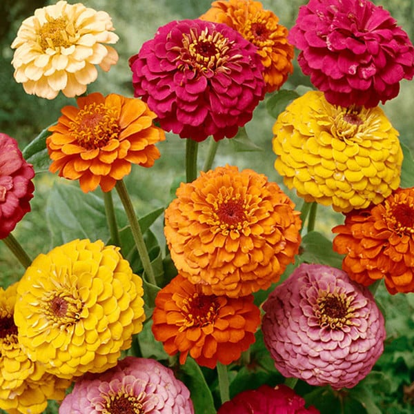 🌸 Vibrant Double Zinnia Seeds – Bold Blooms, Easy Growth!