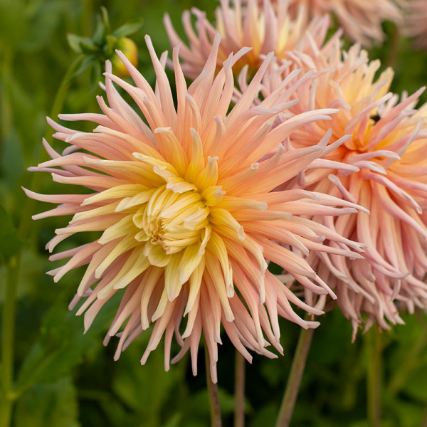 APRICOT STAR  DAHLIA