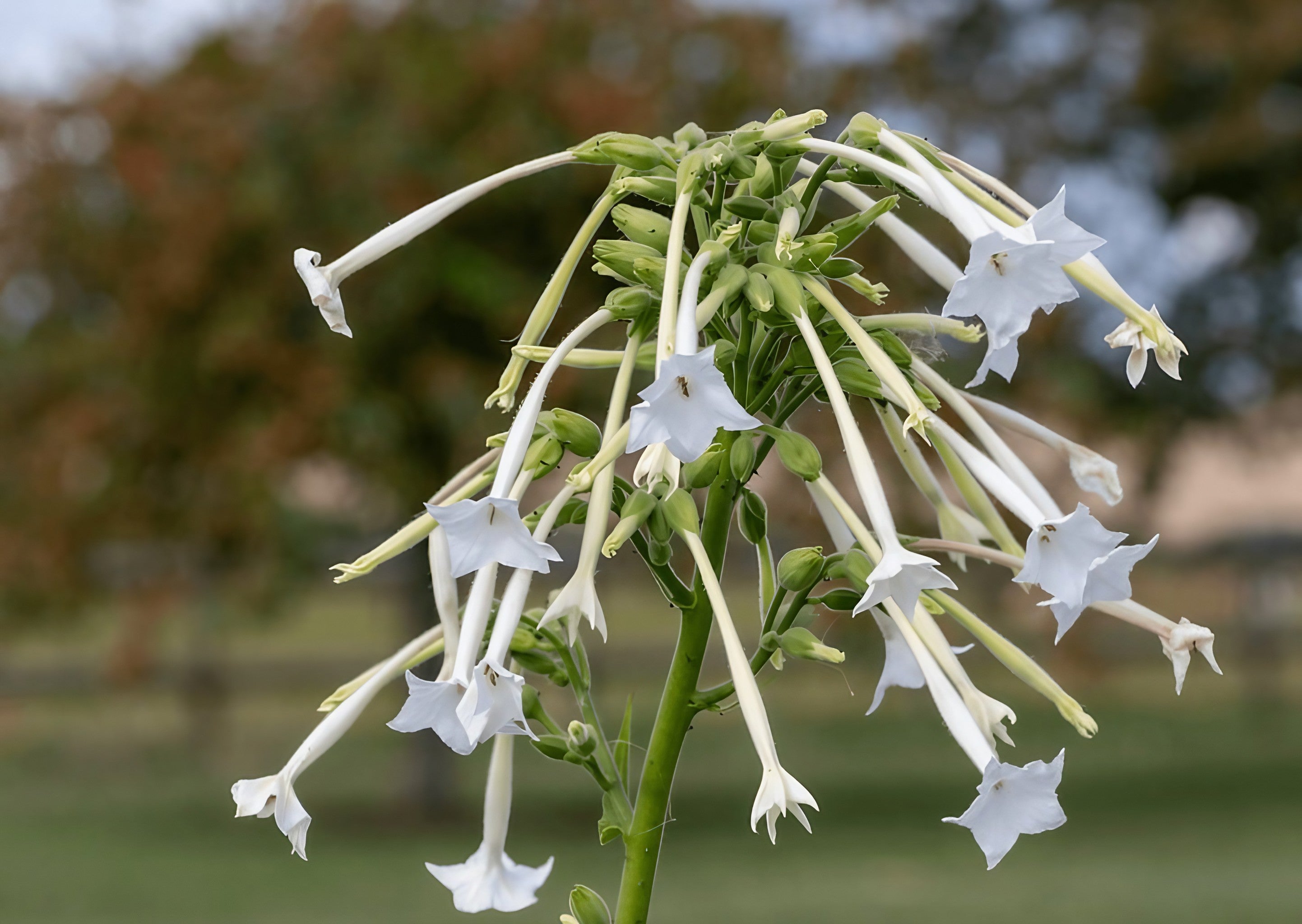 Nicotiana White Trumpets - Bishy Barnabees Cottage Garden