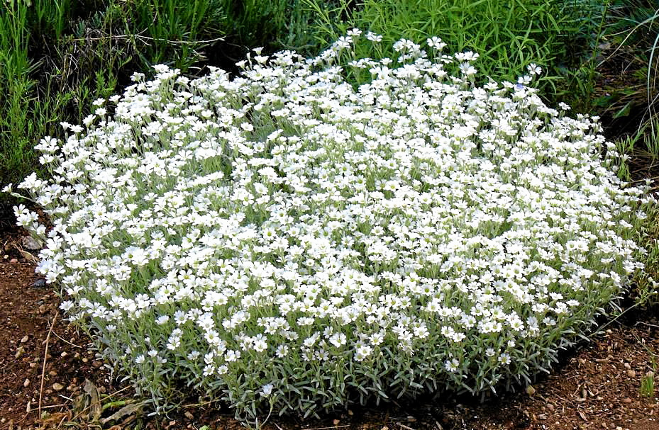 Snow-in-summer is versatile, drought-tolerant plant &ndash; Redlands Daily Facts
