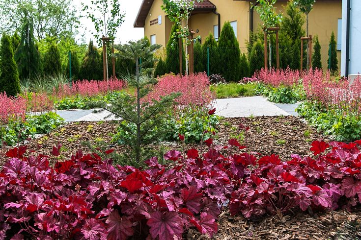 Heuchera "Berry Smoothie", "Paris" Coral bells Żurawki Ogrody Elfir