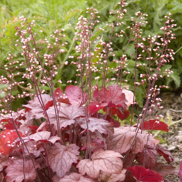 Georgia Peach Coral Bells Seeds – Soft Peach Foliage