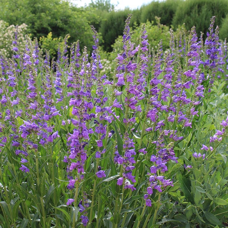 Rocky Mountain Penstemon Seeds, Penstemon strictus | American Meadows