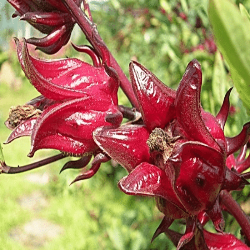 Roselle Scented Tea Plant Seeds