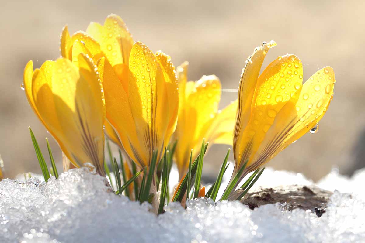 How to Lift and Store Crocus Bulbs | Gardener's Path