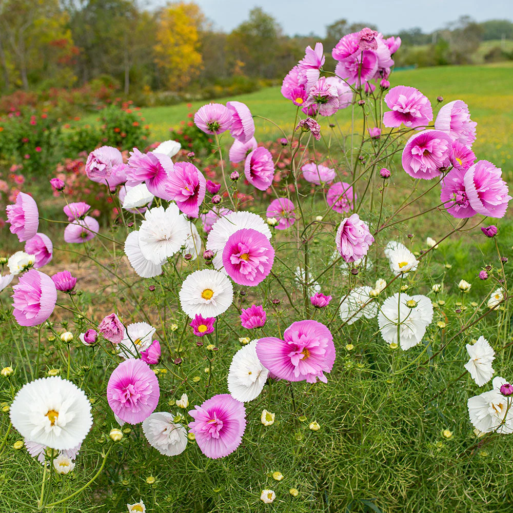 🔥Spring Hot Selling🩷🤍Cosmos Cupcake Mix Flower Seeds
