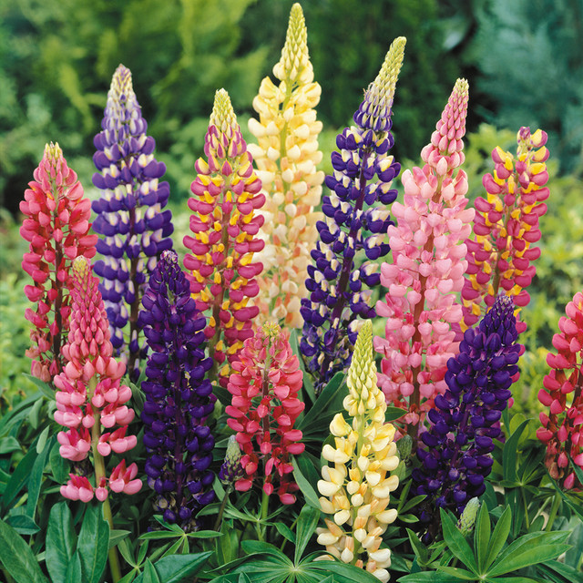 🥰🌿Russell Lupine Seeds