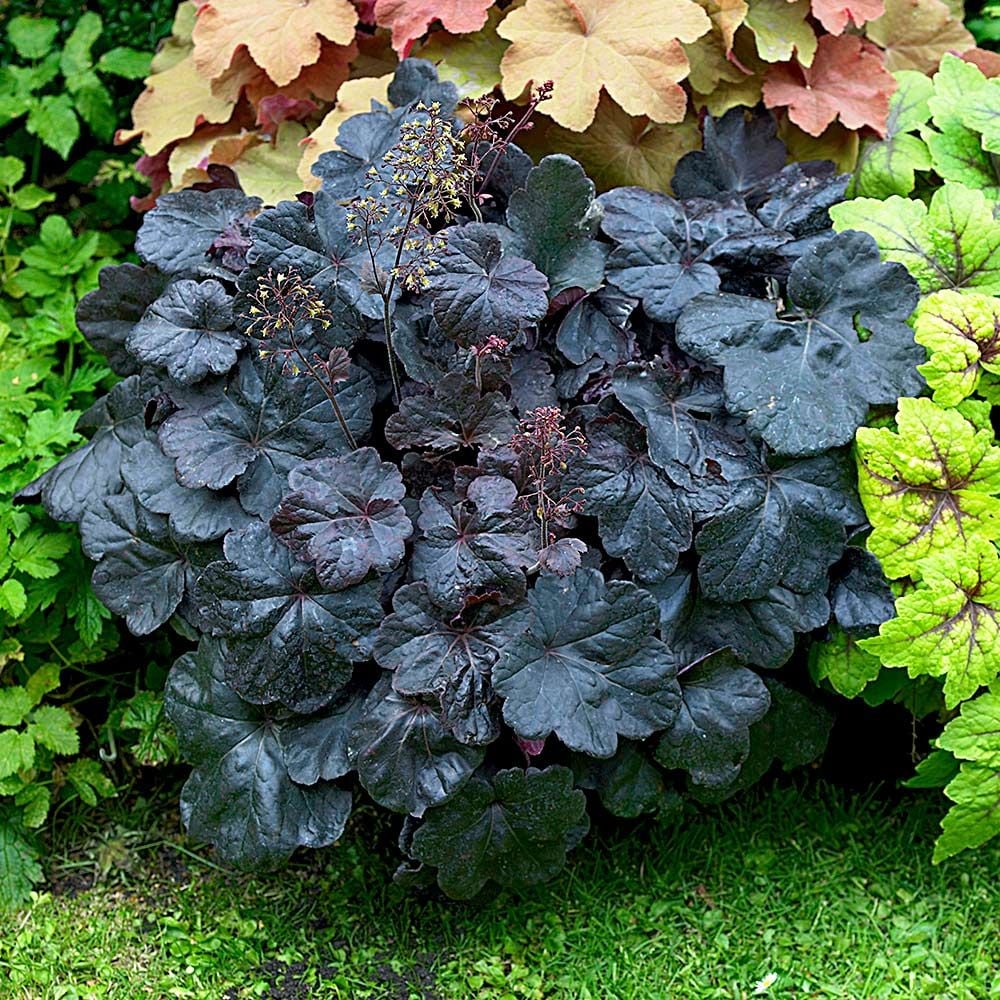 Obsidian Coral Bells Seeds – Deep, Dramatic Foliage