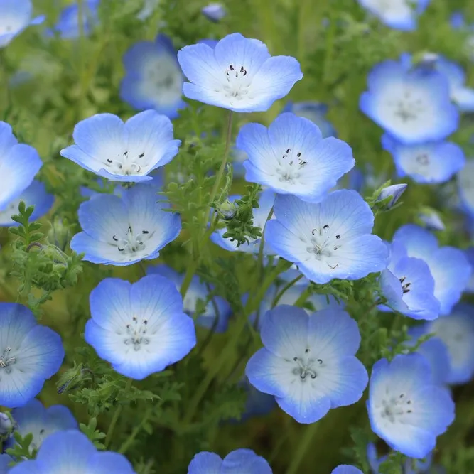 🩵🩵Spring Hot Selling🦋Baby Blue Eyes Seeds