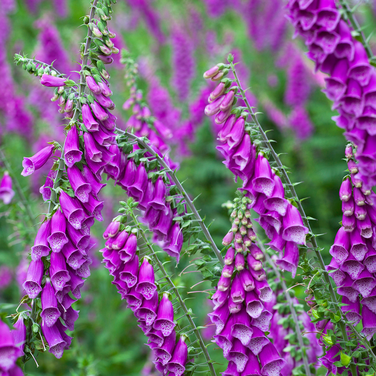 📣 Limited Supply 🌱 Stunning Foxglove Seeds