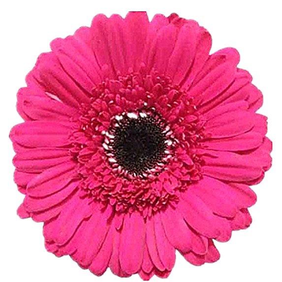 Peach pink gerbera flower seeds