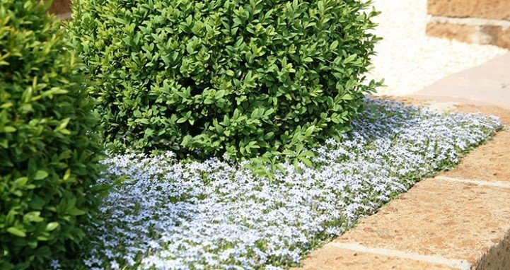 Isotoma Fluviatilis - Blue Star Creeper - Buy Online | The Plant Store