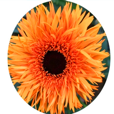 Peach pink gerbera flower seeds