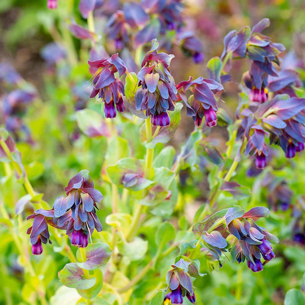 💙Honeywort Seeds – Vibrant Blooms and Pollinator-Friendly Beauty!