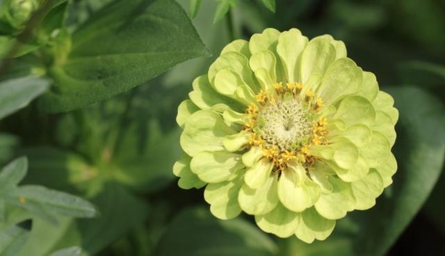 Zinnias