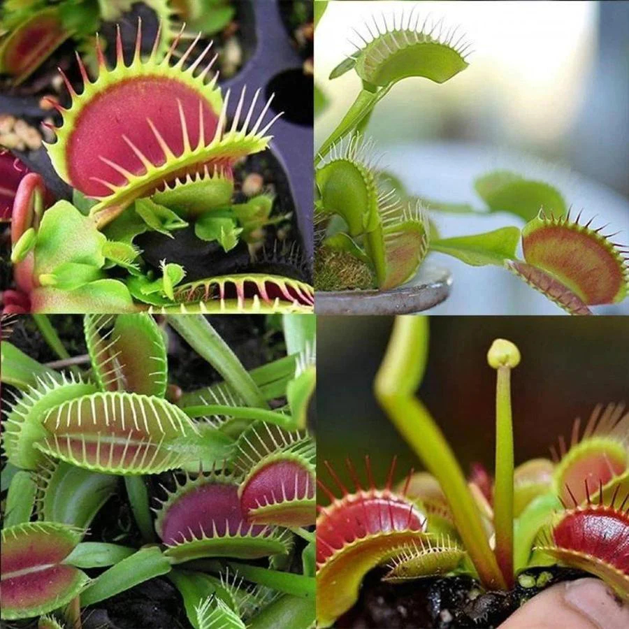 Venus Flytrap Seeds