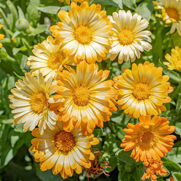 🧡💛 Calendula Flower Seeds