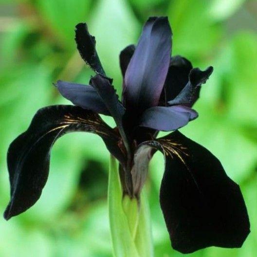 Siberian iris Roots -Black Flowered