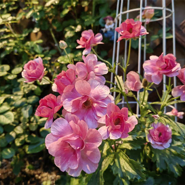 🦋Powdery Purple Butterfly Ranunculus