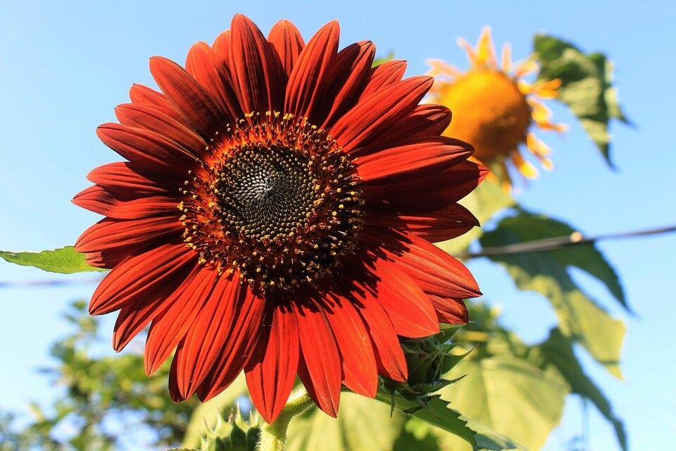 Velvet Queen Sunflower Seeds, Red Orange with Black Center, FREE SHIPPING |  eBay