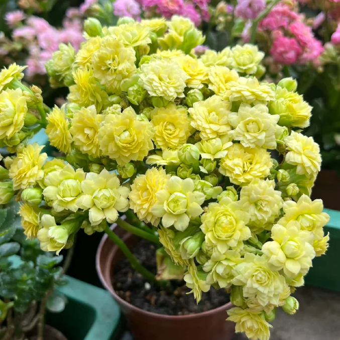 🌺Golden Fox Kalanchoe Seeds—Health And Longevity