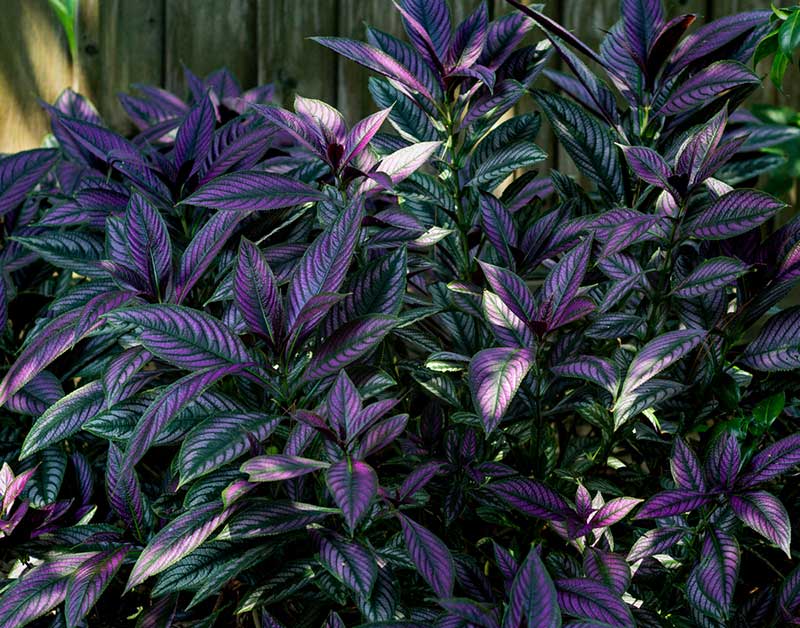 How to Grow and Care for Persian Shield Plants - Garden Lovers Club