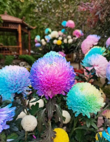 Peony Chrysanthemum Seeds