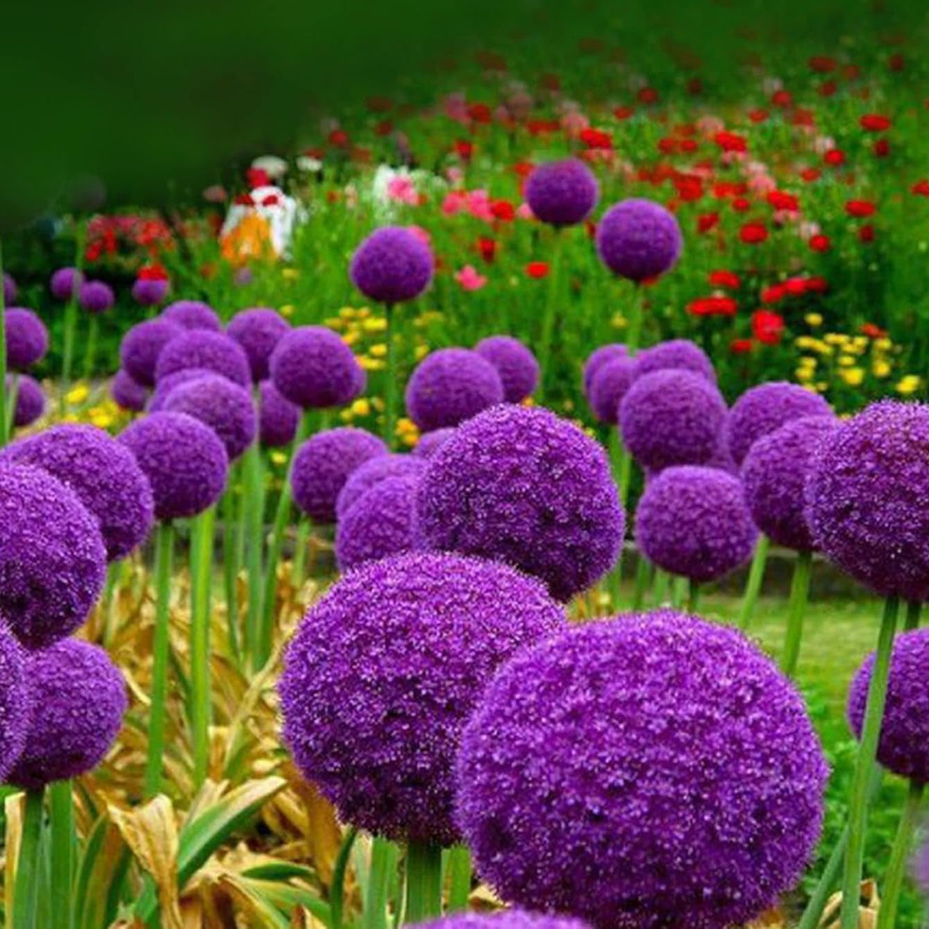 Allium Giganteum Flower Seeds for Planting – Heirloom, Non-GMO, Pollin –  Pure Asia Seeds