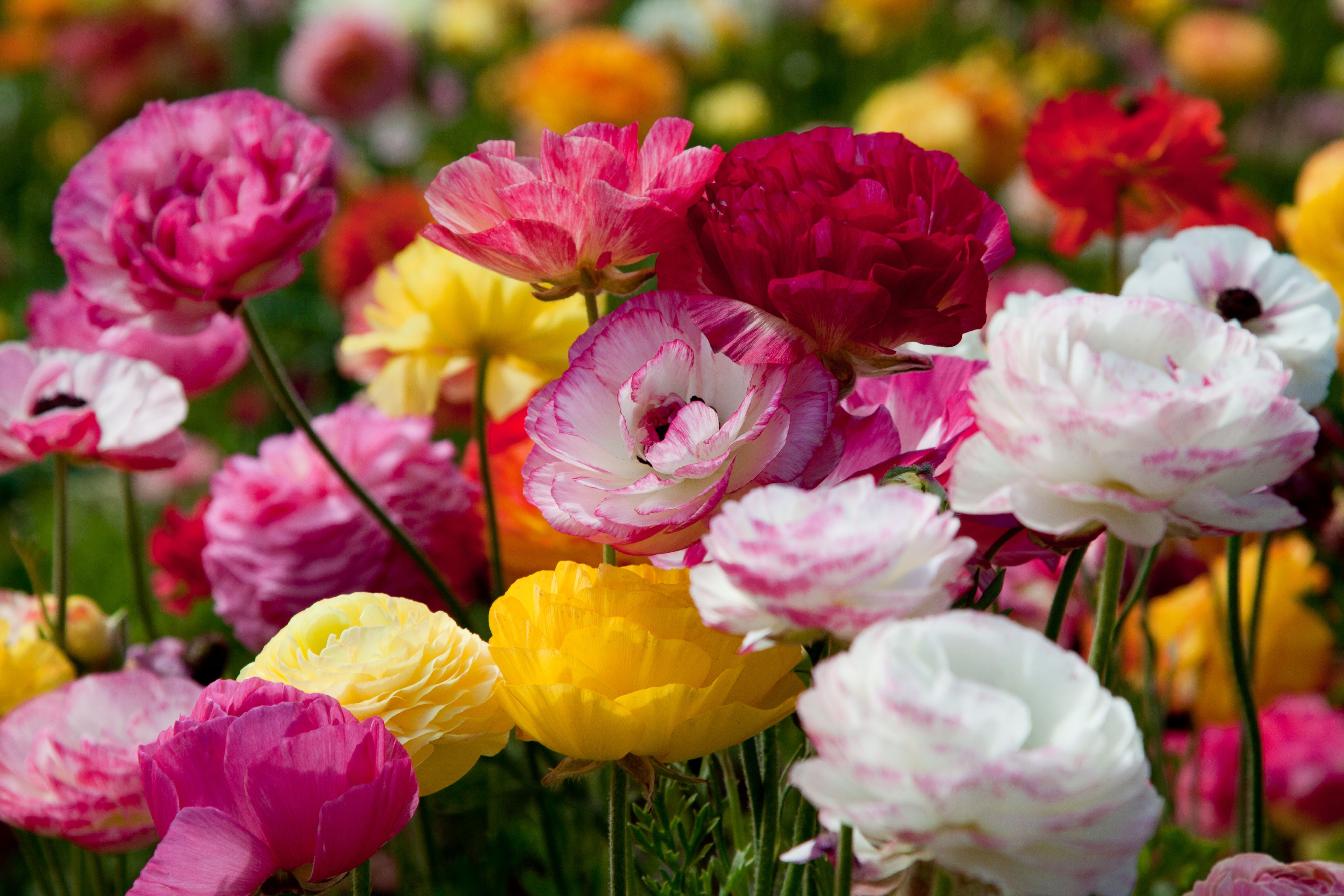 Are Ranunculus Perennials or Annuals?