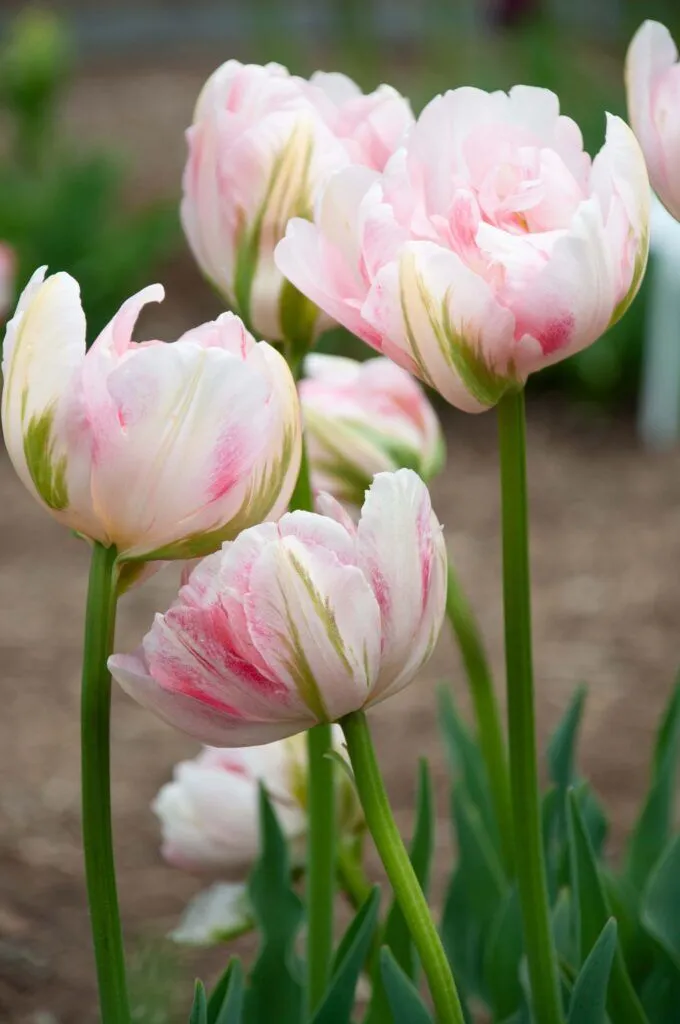 Finola Tulip Bulbs